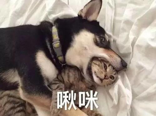 娱乐吃瓜酱二哈